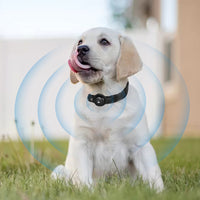 PaWz Bluetooth Pet Tracker Collar Dog Black-1942352759441461254