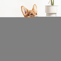 PaWz Adjustable Height Pet Feeder Elevated Medium-1942352762318753798